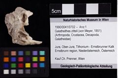 Foto (Objket + Etiketten) von Galatheithes zitteli (von Meyer, 1851) 